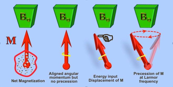 nuclear magnetization, NMR, precession