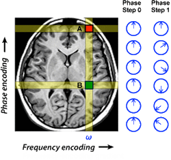 phase-encoding steps