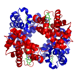 3D model hemoglobin